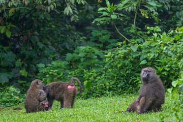 Baboons