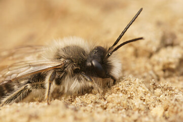 Closeup on a fluffy male Nycthemeral miner mining bee, Andrena nycthemera, an endangered European species