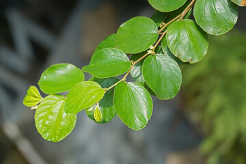 leaves on a branch