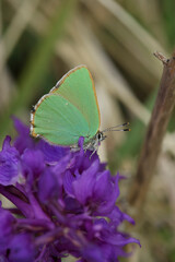 Natural closeup on the small green hairstreak butterfly, Callophrys rubi, sitting on a purple flower