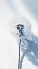 Detailed macro shot of single dandelion with seeds on white background with sun rays. Aesthetic concept. Generative AI