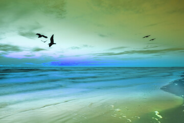 Sunset, sky and birds by ocean on beach with scenery for travel, vacation or holiday destination. Seascape, dawn and avian flying by sea on tropical island in evening for summer weekend trip.