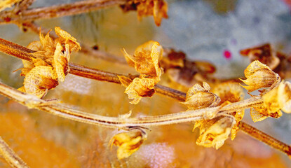 Albahaca, planta comestible en una maceta
