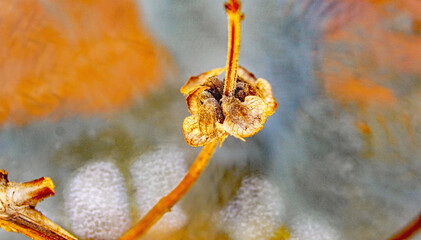 Albahaca, planta comestible en una maceta
