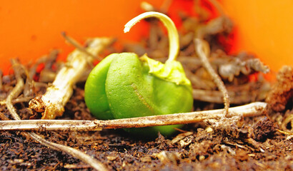 Green pepper in the process of rotting