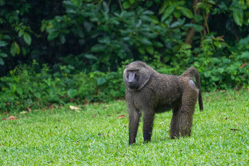 Baboon