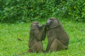 Baboons