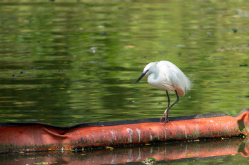 Little egret (Egretta garzetta) walking on water barrier. Copy space wallpaper.