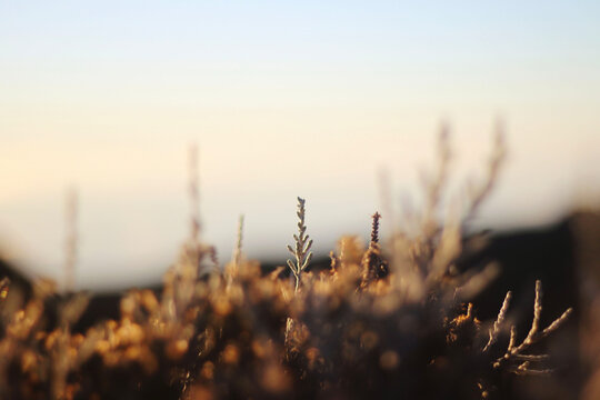 sunset in the grass