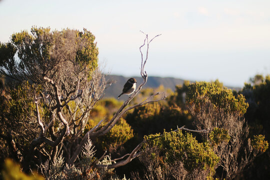 bird on a tree
