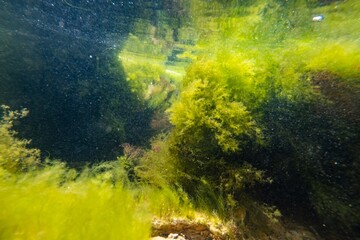 wave move torn algal mess after storm, green algae Ulva, Cladophora, Bryopsis in low salinity Black...
