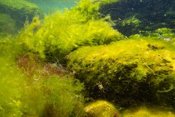 green algae Cladophora, Bryopsis, Ulva oxygenate in laminar flow, low salinity Black sea biotope, littoral zone snorkel, sunny water surface reflection, storm weather torn algal mess, shallow dof
