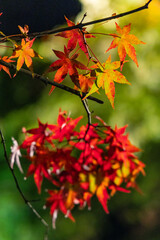 日本　青森県黒石市にある中野もみじ山のライトアップされた紅葉