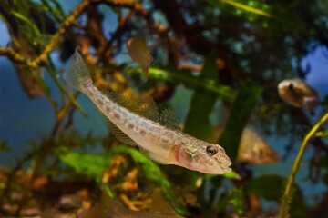 monkey goby, funny and curious freshwater fish species, swim to catch insect prey, highly adaptable, European Southern Bug river planted biotope aquarium, aquatic algae, LED light, blur background