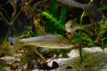 topmouth gudgeon, wild aggressive dominant freshwater fish from East, captive adaptable coldwater omnivore, European river planted biotope aquarium, aquatic vegetation, LED low light, blur background
