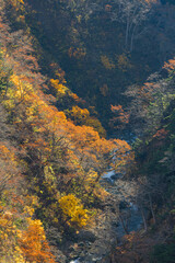 日本　青森県青森市の十和田八幡平国立公園内にある城ヶ倉大橋から見える城ヶ倉渓流の紅葉