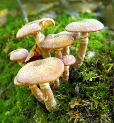 Mushroom, grass and grow on soil in earth for garden in environment. Fungus, poison and food in...