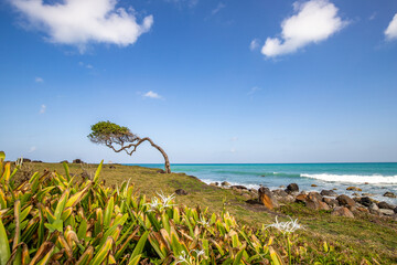 Nature in a special way, trees grow with the wind, in an open space by the sea, a unique tree is...