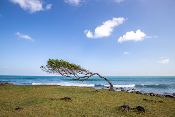 Nature in a special way, trees grow with the wind, in an open space by the sea, a unique tree is...