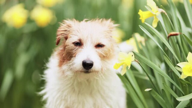 Cute happy dog face looking through the daffodil easter flowers and wagging tail in spring