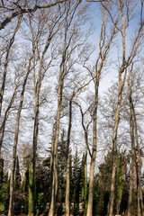 Fototapeta premium pine trees in the forest