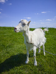 white goat on the grass, a beautiful goat grazes on the green grass in spring