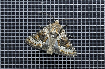 Hecatera dysodea, the small ranunculus moth isolated, top view