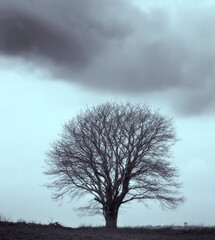 Tree, branches and cloud nature in winter with no leaves for outdoor agriculture or foliage, countryside or ecology. Plants, grass and land in autumn on farmland in England or cold, season or climate