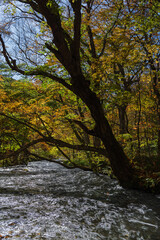 日本　青森県十和田市、十和田湖の子ノ口から焼山まで続く奥入瀬渓流の紅葉
