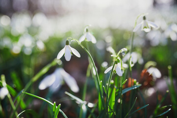 Beautiful white snowdrop flowers blossoming outdoors