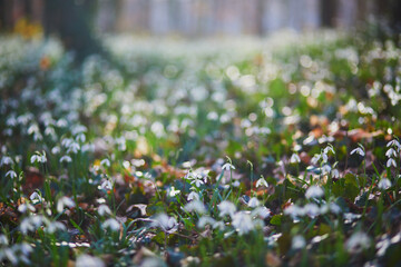 Beautiful white snowdrop flowers blossoming outdoors