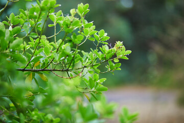 Fresh green leaves on a branch of tree or bush