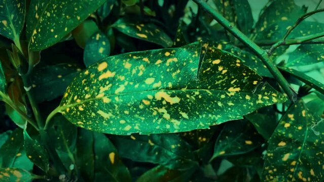 Asian flora. A spotted leaf of a Japanese or Asian plant Japanese Aucuba from macro. This plant grows in China, Japan, Korea
