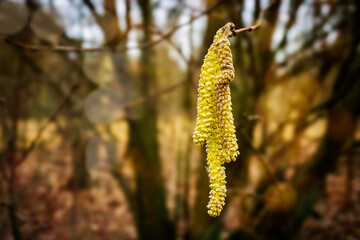 Haselnuss Blüte