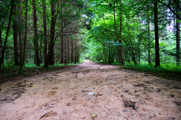 Forest sandy road through the green forest