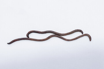 Earthworm isolated on white, Worms as traditional medicine