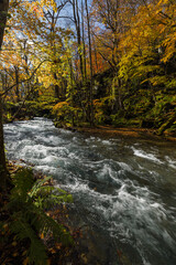 日本　青森県十和田市、十和田湖の子ノ口から焼山まで続く奥入瀬渓流の紅葉
