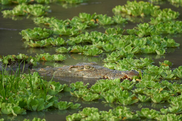 Nile Crocodile (Crocodylus niloticus) lurking amongst floating water hyacinth in a shallow lagoon in South Luangwa National Park, Zambia