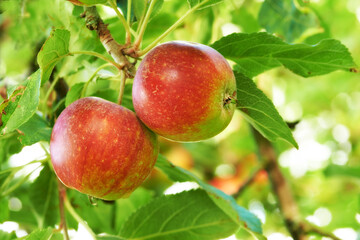 Apple, tree and fruit closeup with leaves outdoor in farm, garden or orchard in agriculture or nature. Organic, food and farming in summer with sustainability, growth and healthy environment