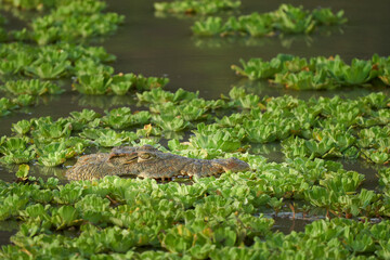 Nile Crocodile (Crocodylus niloticus) lurking amongst floating water hyacinth in a shallow lagoon in South Luangwa National Park, Zambia