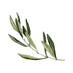 Watercolor olive branch Illustration