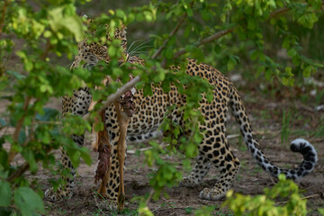 Female Leopard (Panthera pardus) carrying part of an Impala recently hunted in South Luangwa National Park, Zambia