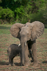 Obraz premium African Elephant (Loxodonta africana) with calf in South Luangwa National Park, Zambia