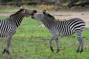 Crawshay's zebra (Equus quagga crawshayi) in South Luangwa National Park, Zambia