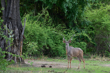 Male Greater Kudu (Tragelaphus Strepsiceros) in South Luangwa National Park, Zambia