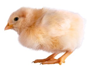 Bright yellow buff Orpington chicken chick ready to run isolated in a png with transparent background.
