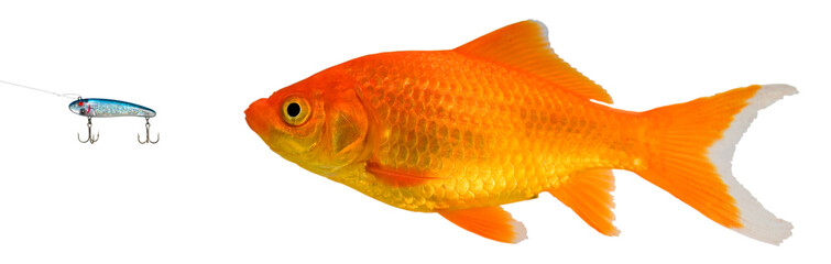 Goldfish studying a blue crankbait isolated on a transparent background to represent the phishing...