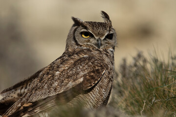 Great Horned Owl, Bubo virginianus nacurutu, Peninsula Valdes, Patagonia, Argentina.