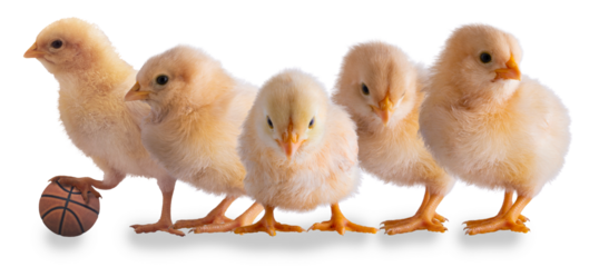 Starting basketball line of yellow chicks