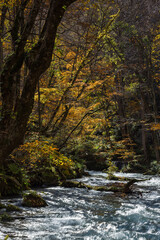 日本　青森県十和田市、十和田湖の子ノ口から焼山まで続く奥入瀬渓流の紅葉